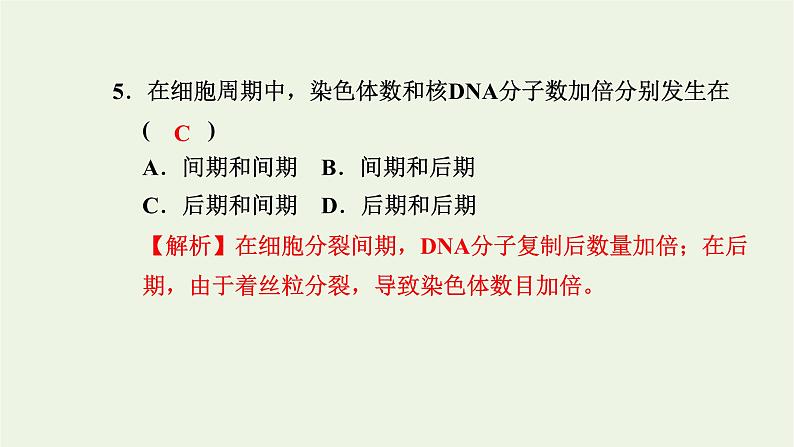 2021_2022学年新教材高中生物高效作业24细胞周期和植物细胞有丝分裂课件浙科版必修第一册第7页