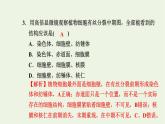 2021_2022学年新教材高中生物高效作业25动植物细胞有丝分裂的区别和观察有丝分裂实验课件浙科版必修第一册