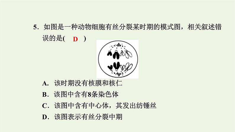 2021_2022学年新教材高中生物高效作业25动植物细胞有丝分裂的区别和观察有丝分裂实验课件浙科版必修第一册第6页