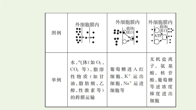 2021_2022学年新教材高中生物第三章细胞的代谢第三节第2课时易化扩散主动转运胞吞和胞吐课件浙科版必修第一册第3页