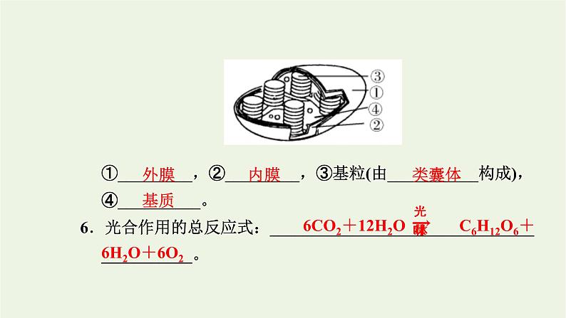 2021_2022学年新教材高中生物第三章细胞的代谢第五节第1课时光合作用在叶绿体中进行__含光合色素的提取与分离实验课件浙科版必修第一册04