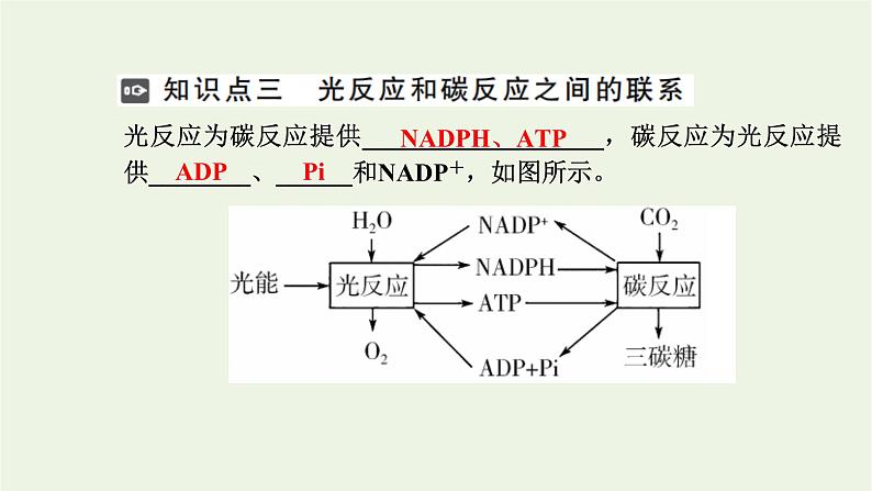 2021_2022学年新教材高中生物第三章细胞的代谢第五节第2课时光反应和碳反应的过程课件浙科版必修第一册06