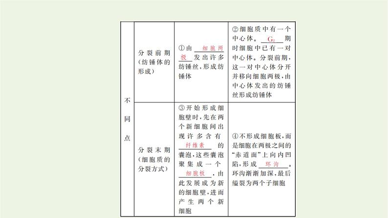 2021_2022学年新教材高中生物第四章细胞的生命历程第一节第2课时动植物细胞有丝分裂的区别和观察有丝分裂实验课件浙科版必修第一册03