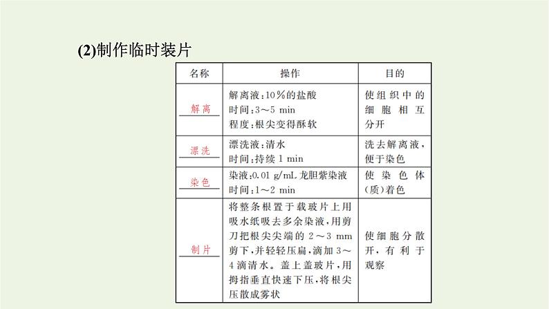 2021_2022学年新教材高中生物第四章细胞的生命历程第一节第2课时动植物细胞有丝分裂的区别和观察有丝分裂实验课件浙科版必修第一册06