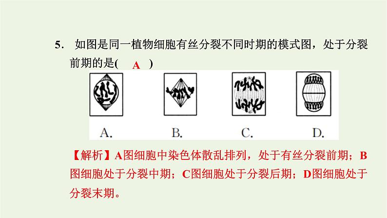 2021_2022学年新教材高中生物第四章细胞的生命历程素养检测卷课件浙科版必修第一册06