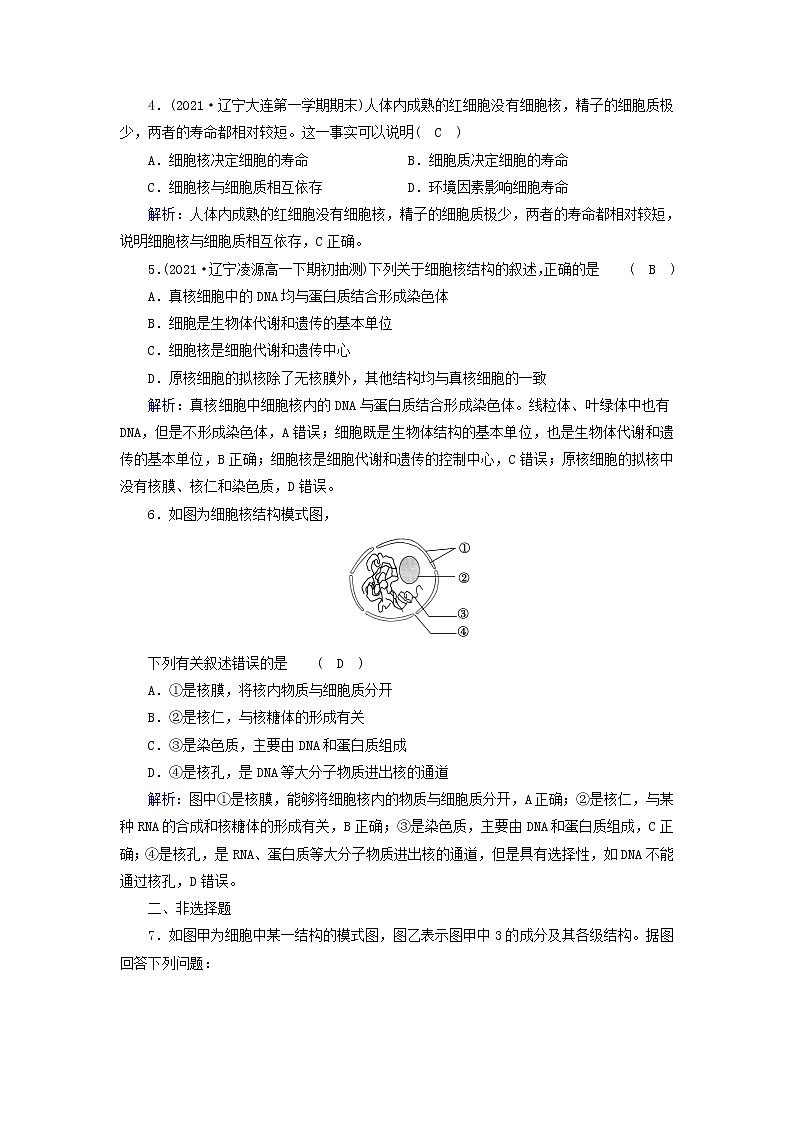 2021_2022学年新教材高中生物第3章细胞的基本结构第3节细胞核的结构和功能作业含解析新人教版必修1 练习02