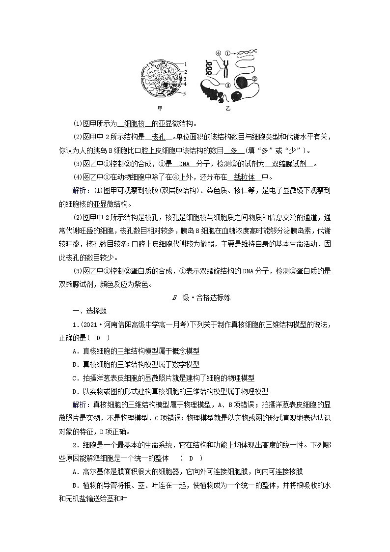 2021_2022学年新教材高中生物第3章细胞的基本结构第3节细胞核的结构和功能作业含解析新人教版必修1 练习03