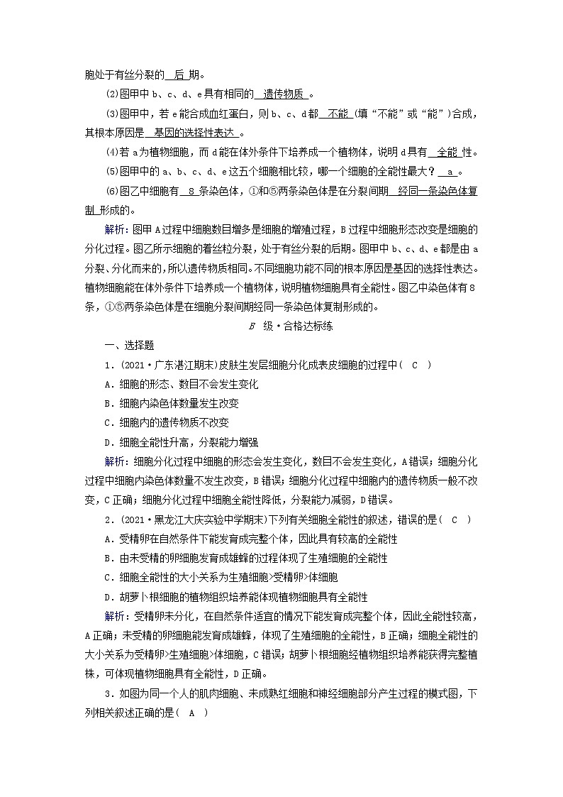 2021_2022学年新教材高中生物第6章细胞的生命历程第2节细胞的分化作业含解析新人教版必修1 练习03