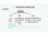 2023年老高考生物一轮复习第15讲　伴性遗传和人类遗传病课件PPT