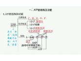 2023年老高考生物一轮复习第8讲　ATP与细胞呼吸课件PPT