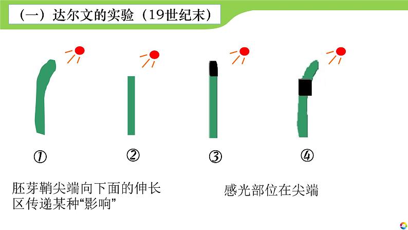 《植物生长素的发现过程》课件PPT第7页