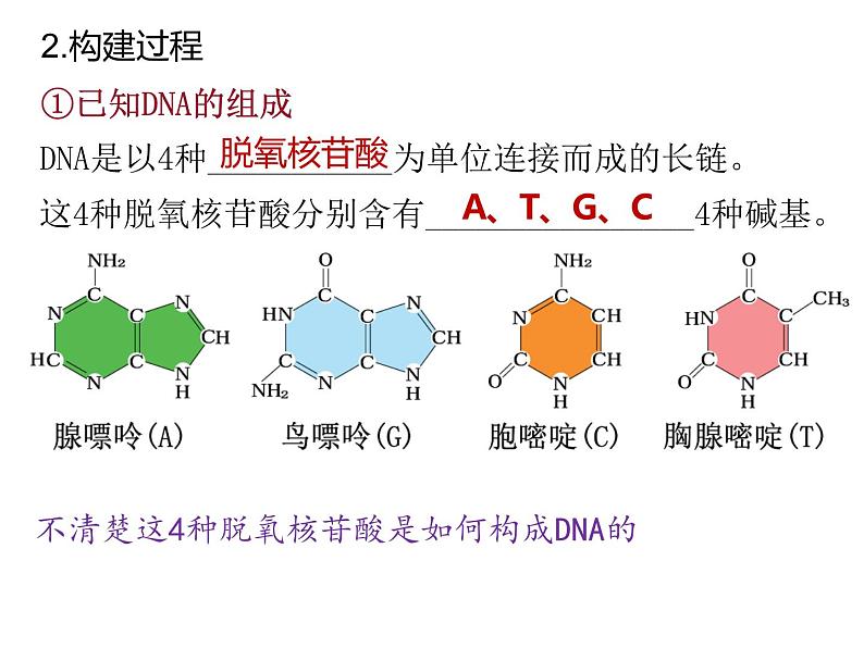 人教版（2019）高二生物必修2-3.2DNA结构课件PPT第5页