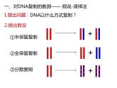 人教版（2019）高二生物必修2-3.3DNA复制课件PPT