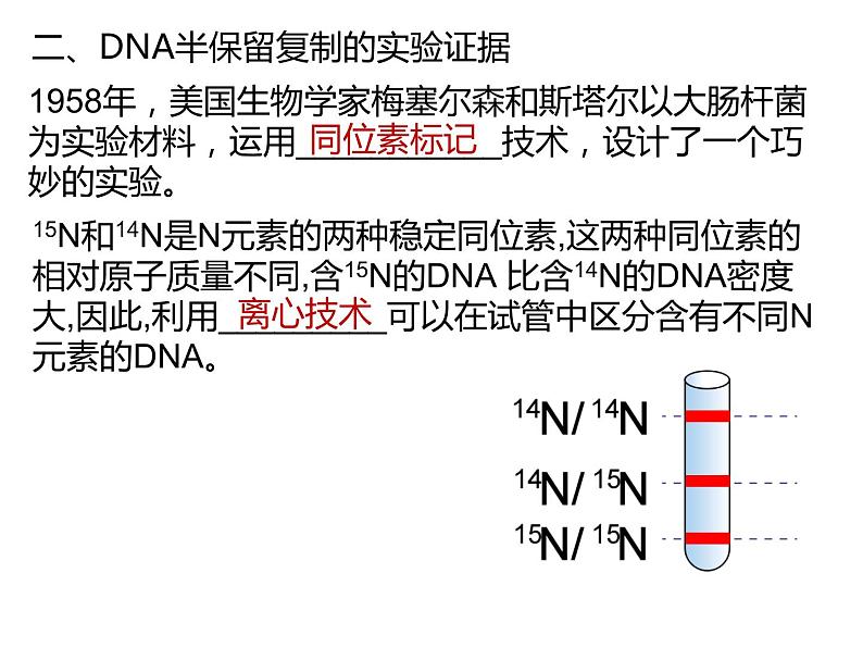 人教版（2019）高二生物必修2-3.3DNA复制课件PPT第5页