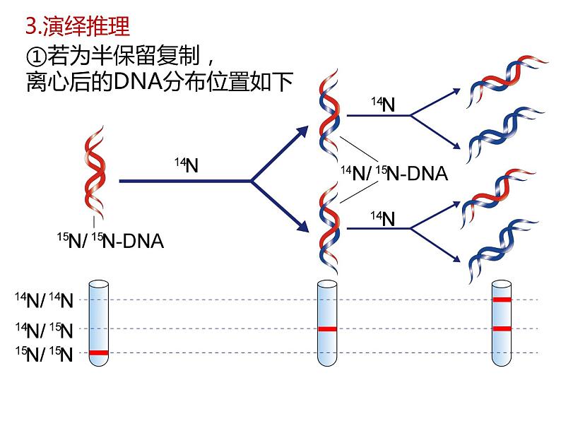 人教版（2019）高二生物必修2-3.3DNA复制课件PPT第6页