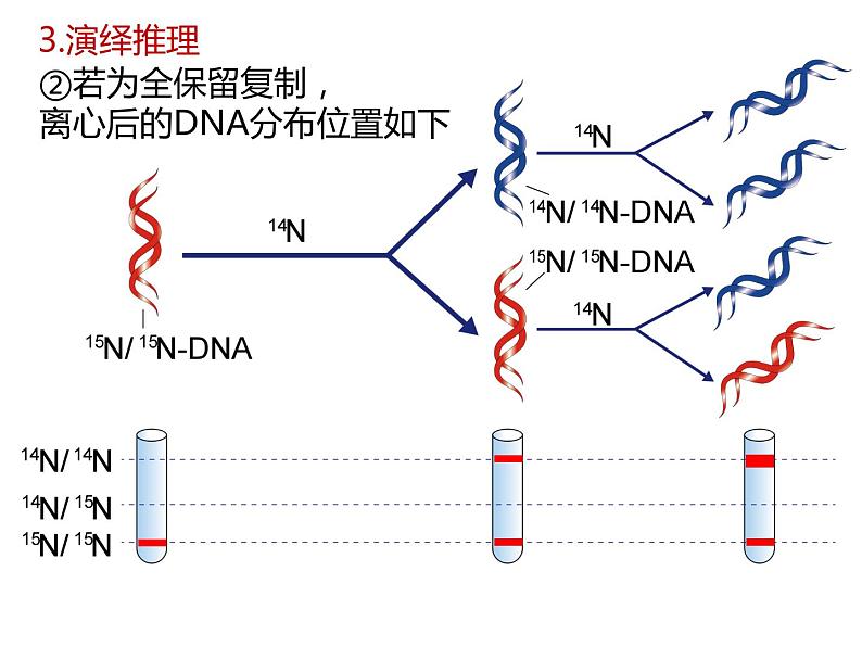 人教版（2019）高二生物必修2-3.3DNA复制课件PPT第7页