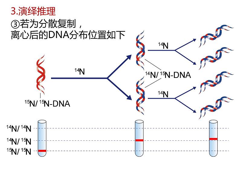 人教版（2019）高二生物必修2-3.3DNA复制课件PPT第8页