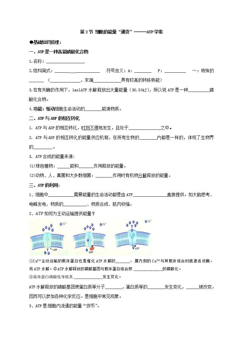 5.2细胞的能量货币 ATP 学案【新教材】人教版（2019）高中生物必修一第1页