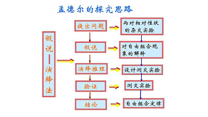 1.2孟德尔的豌豆杂交实验（二）上课课件PPT第3页