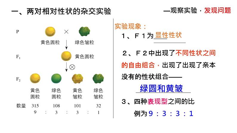 1.2孟德尔的豌豆杂交实验（二）上课课件PPT第4页