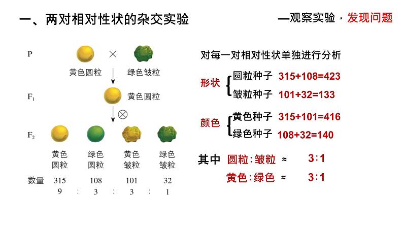 1.2孟德尔的豌豆杂交实验（二）上课课件PPT第5页