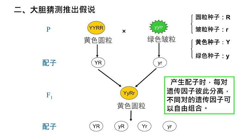 1.2孟德尔的豌豆杂交实验（二）上课课件PPT第7页