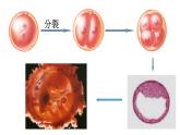 6.2 细胞的分化课件PPT
