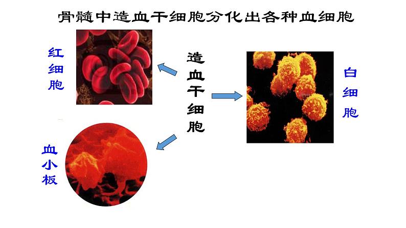 6.2 细胞的分化课件PPT04