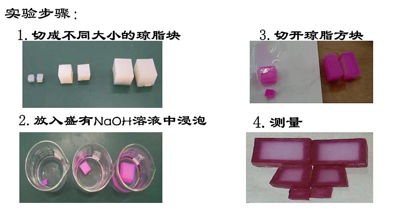 6.1 细胞的增殖课件PPT第3页