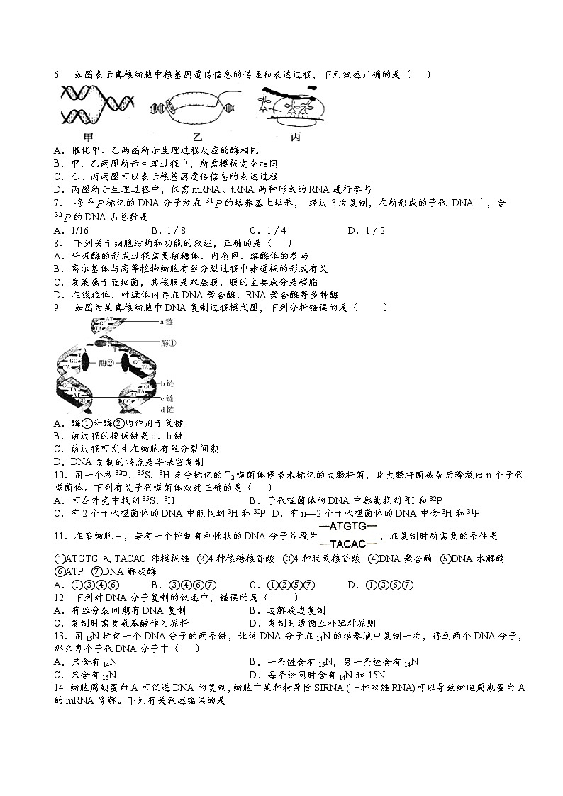 2021-2022学年人教版（2019）必修2第三章第3节DNA的复制核心素养提升同步练习第2页