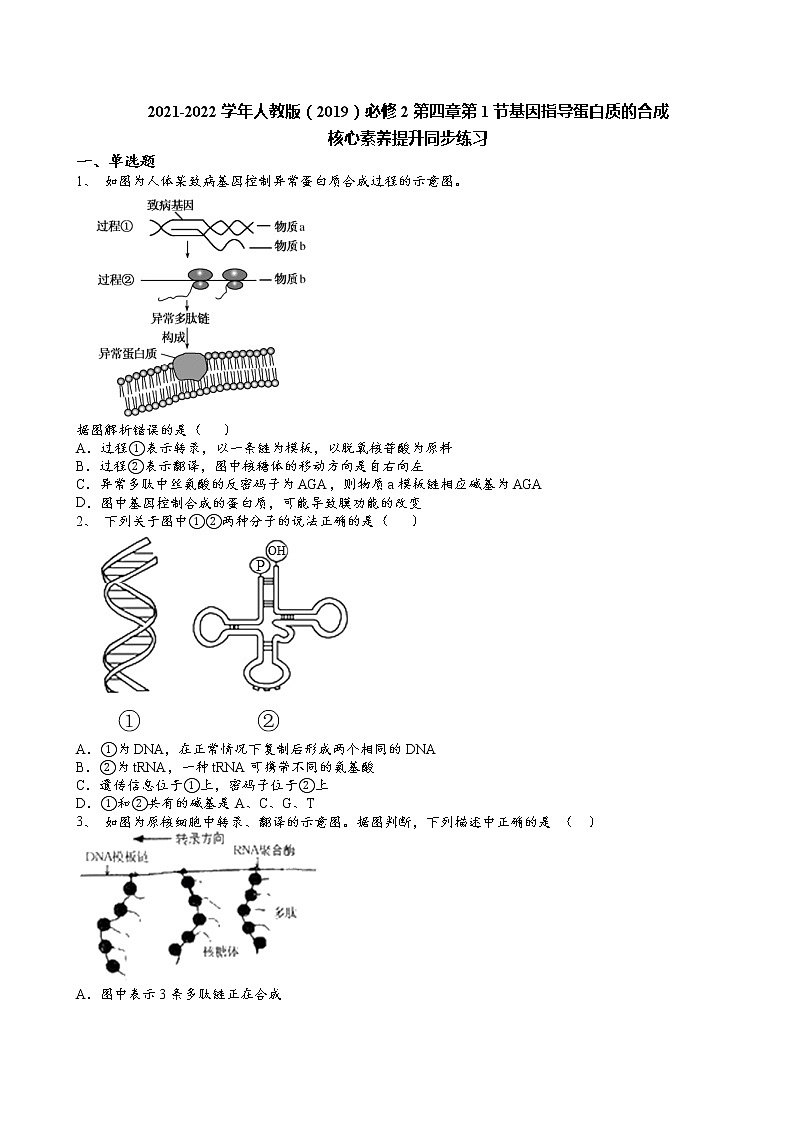 2021-2022学年人教版（2019）必修2第四章第1节基因指导蛋白质的合成核心素养提升同步练习第1页