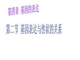 4.2基因表达与性状的关系课件2021-2022学年高一下学期生物人教版必修2