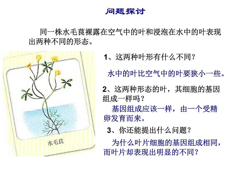 4.2基因表达与性状的关系课件2021-2022学年高一下学期生物人教版必修2第2页