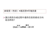 4.2基因表达与性状的关系课件2021-2022学年高一下学期生物人教版必修2