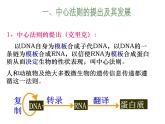 4.2基因表达与性状的关系课件2021-2022学年高一下学期生物人教版必修2