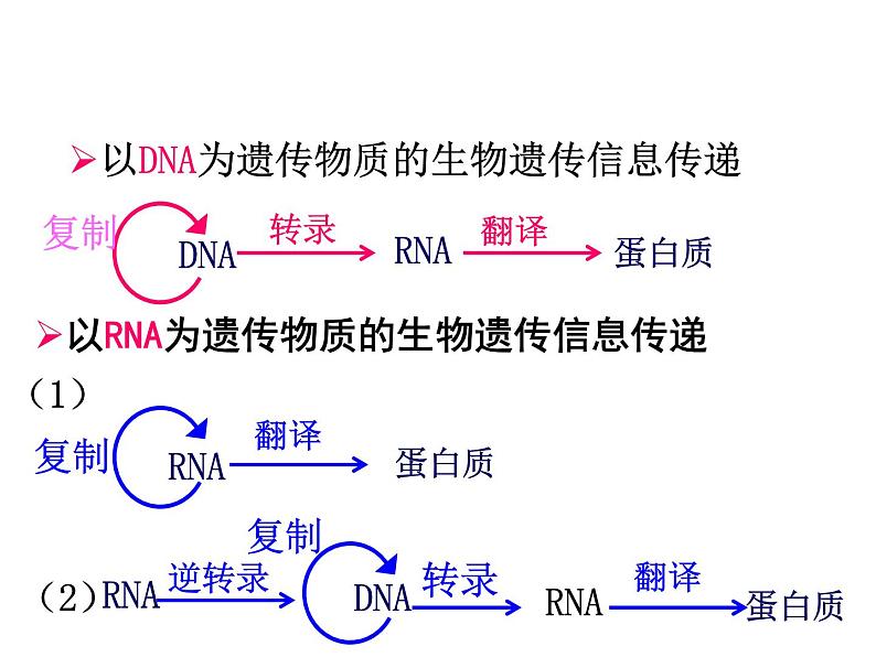 4.2基因表达与性状的关系课件2021-2022学年高一下学期生物人教版必修2第6页