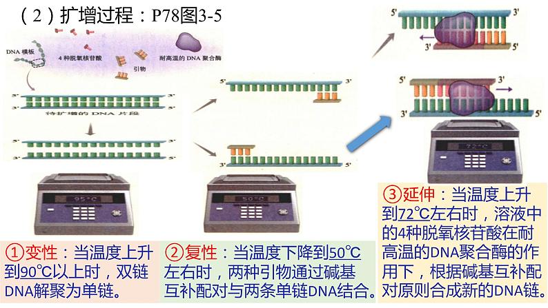 3.2基因工程的基本操作程序课件-2021-2022学年高二下学期生物人教版（2019）选择性必修3第8页