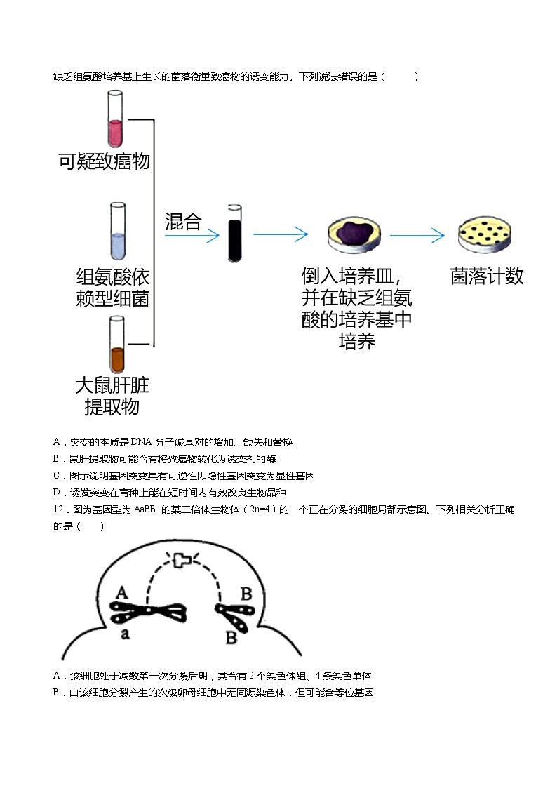 2021-2022学年人教版（2019）必修2第五章第1节基因突变和基因重组  练习题第3页