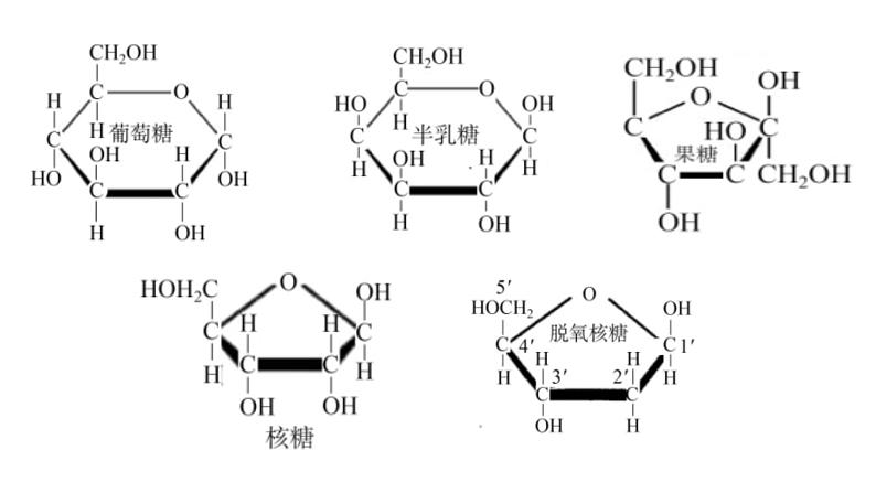 细胞中的糖类和脂质课件PPT07