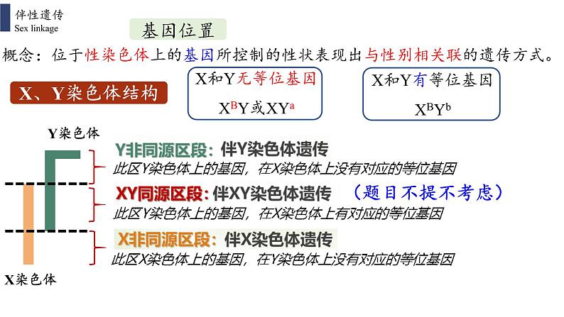 2021-2022学年高一下学期生物人教版必修二 2.3 伴性遗传课件02