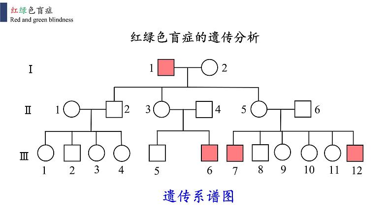 2021-2022学年高一下学期生物人教版必修二 2.3 伴性遗传课件05