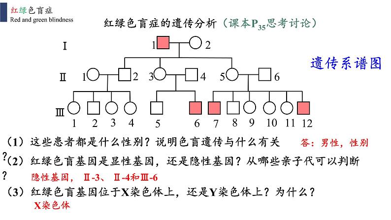 2021-2022学年高一下学期生物人教版必修二 2.3 伴性遗传课件06