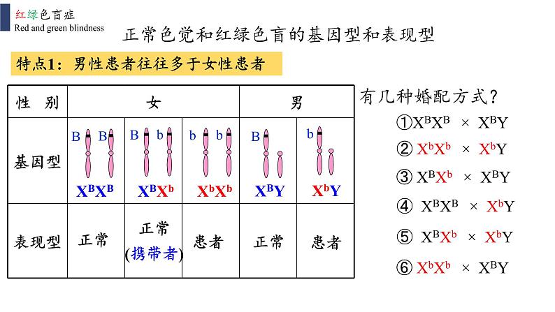 2021-2022学年高一下学期生物人教版必修二 2.3 伴性遗传课件07