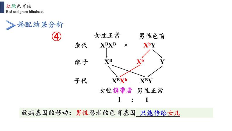 2021-2022学年高一下学期生物人教版必修二 2.3 伴性遗传课件08