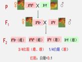 2021-2022学年高一下学期生物人教版必修二2.3伴性遗传课件
