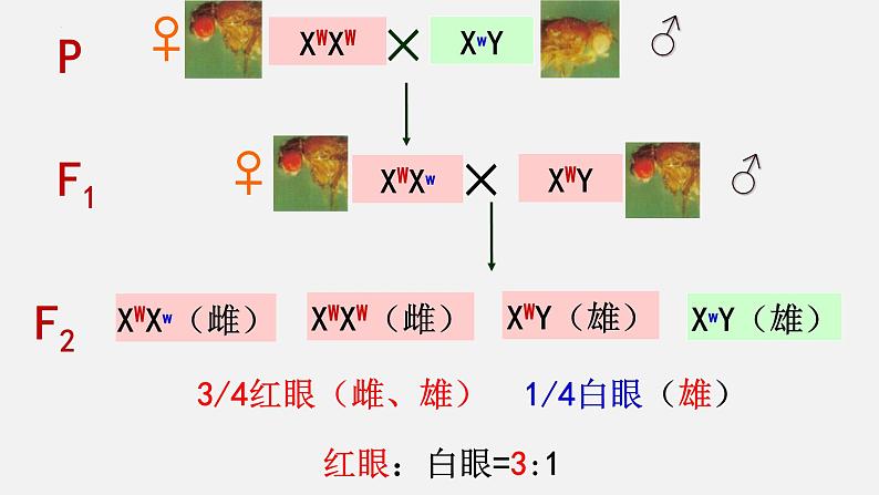 2021-2022学年高一下学期生物人教版必修二2.3伴性遗传课件第1页