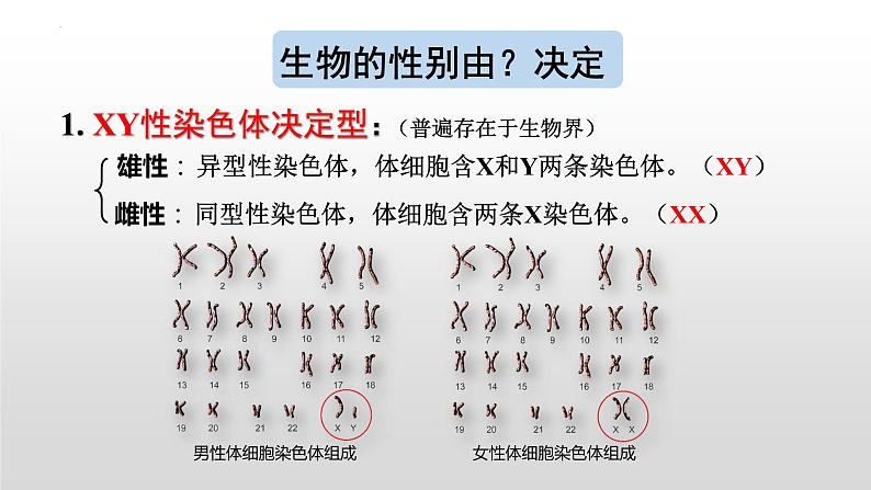 2021-2022学年高一下学期生物人教版必修二2.3伴性遗传课件第4页