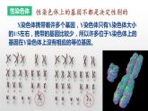 2021-2022学年高一下学期生物人教版必修二2.3伴性遗传课件