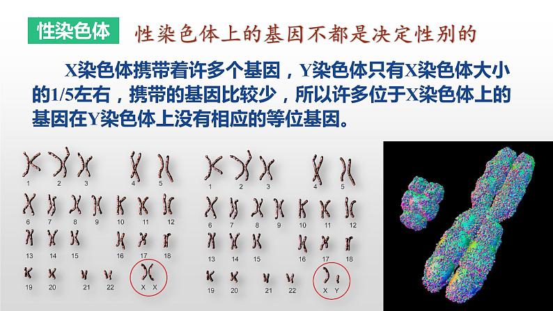 2021-2022学年高一下学期生物人教版必修二2.3伴性遗传课件第5页