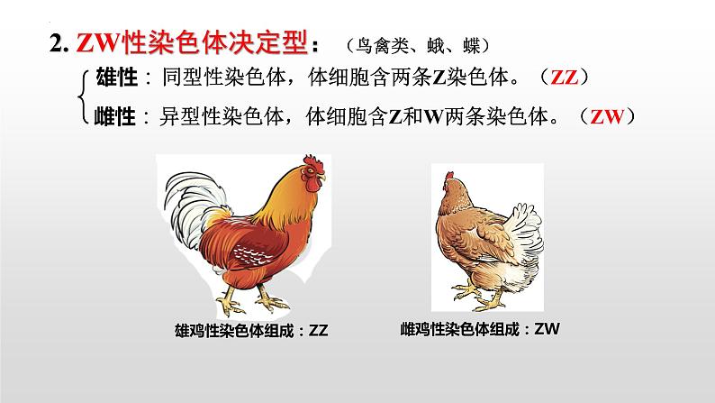 2021-2022学年高一下学期生物人教版必修二2.3伴性遗传课件第6页